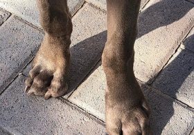 Paw update: 10am yesterday vs 7am today. Progress! Again, no pain and he’s taking the rest of the Amoxicillin (he’s done/ finished the Diphenhydramine and the Carprofen). Weimaraner Pupper = high energy! So we played fetch, went to the dog park, worked on commands, trimmed his nails whilst he worked on a bully stick (attached to @bowwowlabs holder), and finally, nap time 🤣 #weimaraner #puppychronicles #puppiesofinstagram #weimlife [instagram]