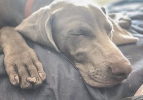 Life is good. 🤣 #weimaranerlife #weimlife #weimpuppy #puppiesofinstagram #weimaraner [instagram]