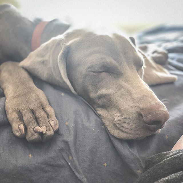 Life is good. 🤣 #weimaranerlife #weimlife #weimpuppy #puppiesofinstagram #weimaraner [instagram]