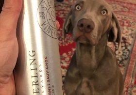 Happy 6 months old @sterlingd.weim ! In your honor, we will be enjoying this Cab from “your” vineyards 🤣 (by “we”, I mean me and Mommels). Also, this was procured because it bore your name and was in an aluminium bottle 🤣#weimaraner #cabernetsauvignon #californiawine [instagram]