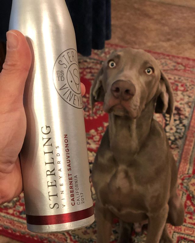 Happy 6 months old @sterlingd.weim ! In your honor, we will be enjoying this Cab from “your” vineyards 🤣 (by “we”, I mean me and Mommels). Also, this was procured because it bore your name and was in an aluminium bottle 🤣#weimaraner #cabernetsauvignon #californiawine [instagram]