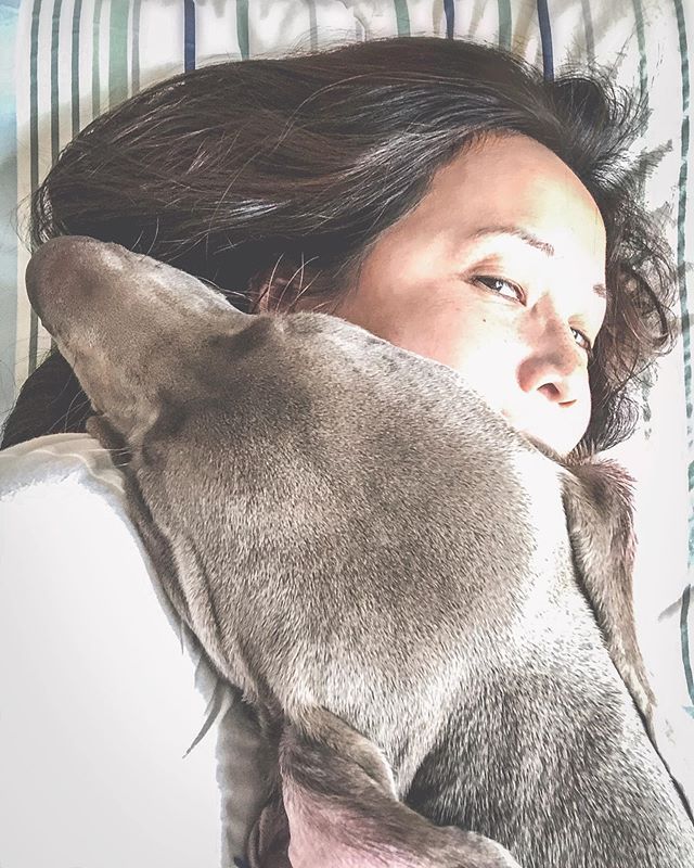 Current status 🤗……#weimaraner #weimlove #puppiesofinstagram #naptime #lazysunday [instagram]