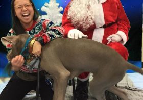 It’s Sterling’s first Christmas season, so naturally, we go visit Santa… This wasn’t how I thought it would go, though.  After waiting for our turn, Sterling did NOT want to hang with Santa, even with All. The. TREATS. 🤣 Thanks to Petco, for trying lol! Maybe next year! It was for a great cause anyway. 🏽#pawsforacause @petco #pawsin @trupanion [instagram]
