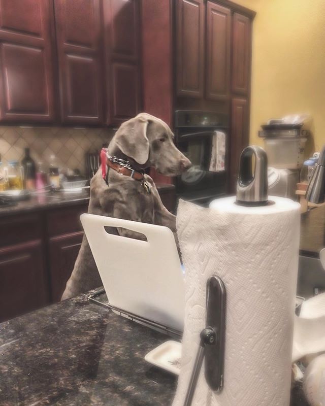 7 months old and already doing chores 🤣 #weimaraner #puppychronicles #dishwashingdog #weimcrime #dogsoflasvegas [instagram]