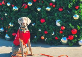 My boi. Happy Christmas! #weimaraner #weimlove #christmastree #dogsinjumpers #dogsofinstagram [instagram]