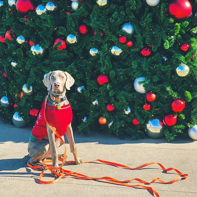My boi. Happy Christmas! #weimaraner #weimlove #christmastree #dogsinjumpers #dogsofinstagram [instagram]