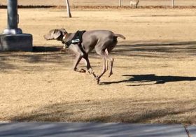 My boi. He turns 7 months tomorroz (December 29th) and has been great with recall at the dog park! In this instance, @sterlingd.weim went to say “hi” to the Great Dane and then returned to where I was supposed to be waiting… He didn’t know that I was close by. Obvs he found me when I called his name 🤗 #puppychronicles #weimaraner #weimlove #dogsofinstagram [instagram]