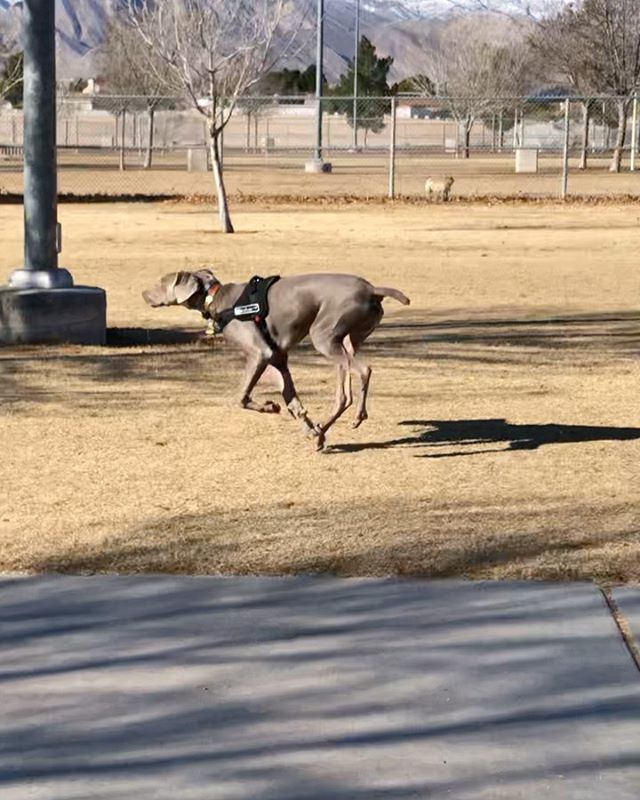 My boi. He turns 7 months tomorroz (December 29th) and has been great with recall at the dog park! In this instance, @sterlingd.weim went to say “hi” to the Great Dane and then returned to where I was supposed to be waiting... He didn’t know that I was close by. Obvs he found me when I called his name 🤗 #puppychronicles #weimaraner #weimlove #dogsofinstagram [instagram]