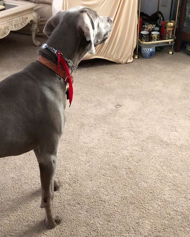 Who turned 7 months today and discovered his reflection in the mirror? 🤣🤣🤣 #puppychronicles #weimaraner #puppiesofinstagram #doggo #weimsofinstagram [instagram]