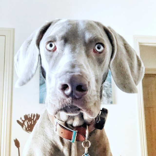 My everyday view. His daily demands, my daily corrections; thankfully no #weimcrime or serious shenanigans... yet 🤣 #weimaranersofinstagram #dogsofinstagram #weimaraner #weimlove [instagram]