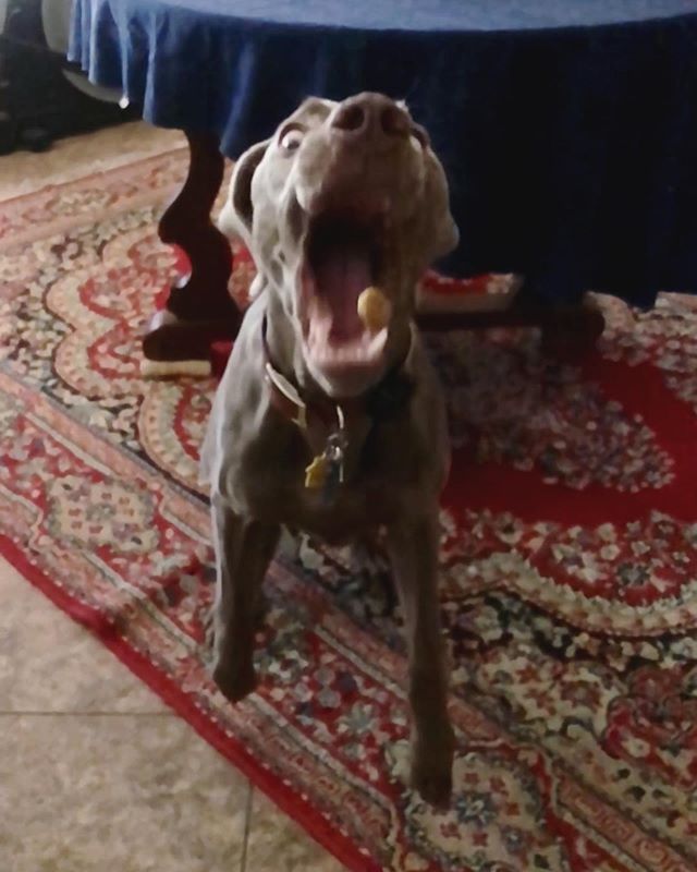 Lunch. Breaks. #weimaraner #weimlove #motherpupper #dogtricks #dogsofinstagram [instagram]