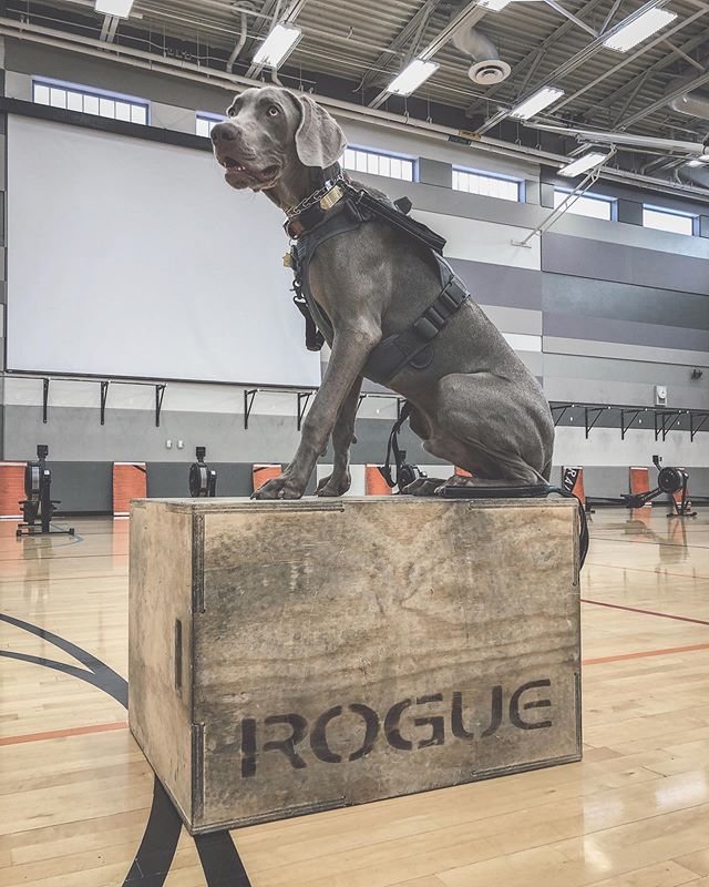 My boi @sterlingd.weim spectated his first competition called Masters of the Universe (to benefit @westtechcrossfit). He also made sure the boxes for Quest for the Sword were set up correctly; surveyed the room for the floater workout, and then rubbed elbows with head judge Señor @spendl0ve CONGRATULATIONS to all athletes and well done to the West Tech Coaches & Volunteers for a successful event! #crossfit #crossfitnonprofit #houseofhustleandmuscle #gymdog #boxdog #weimaraner #dogsofinstagram #weimsofinstagram [instagram]