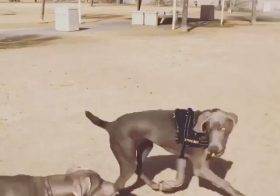 Rest in peace, Tiva This 1yr old Weimaraner was Sterling’s friend (she’s the one without a harness in the video). They’ve only had a few play dates but hit it off that first time they met each other. If you have it in your heart, pls visit the link in my bio for Tiva’s @gofundme for her furmom. 🏽#Repost @sterlingd.weim with @get_repost・・・Hi frens. I has sad news to share. Idk exactly wot it means but mum said I won’t see my fren Tiva for a while. I asked if she moved away like my cousins @hendrixandkingston ? Mum said in a matter of speaking. This makes me sad. I had great fun playing with Tiva together with our friend Schwifty. Mum also wanted me to share a link to help Tiva’s own fur mum. Click on my bio & if you can help, Tiva’s mum will appreciate it. Bye my fren 🥺🧡#weimaraner #weimsofinstagram #weimlove #restinpeace #crossingtherainbowbridge  #weimaranerpuppy #dogsofinstagram #gofundme #puppiesofinstagram [instagram]