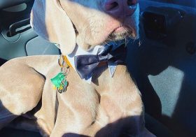 It’s National Pet Day, but my @sterlingd.weim knows 1) it should be celebrated everyday; 2) he’s not my pet, he’s my biological dog.  #tbt when he was a Chippupdale for Halloween #furmum #motherpupper #weimaraner #weimlove #weimsrule #dogsofinstagram #weimaranersofinstagram [instagram]