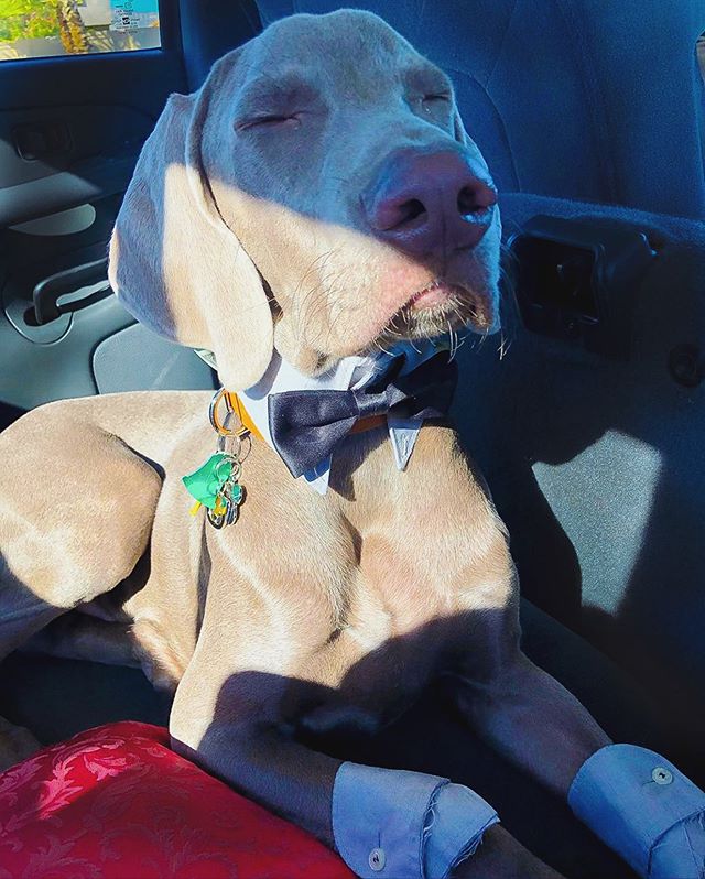 It’s National Pet Day, but my @sterlingd.weim knows 1) it should be celebrated everyday; 2) he’s not my pet, he’s my biological dog.  #tbt when he was a Chippupdale for Halloween #furmum #motherpupper #weimaraner #weimlove #weimsrule #dogsofinstagram #weimaranersofinstagram [instagram]