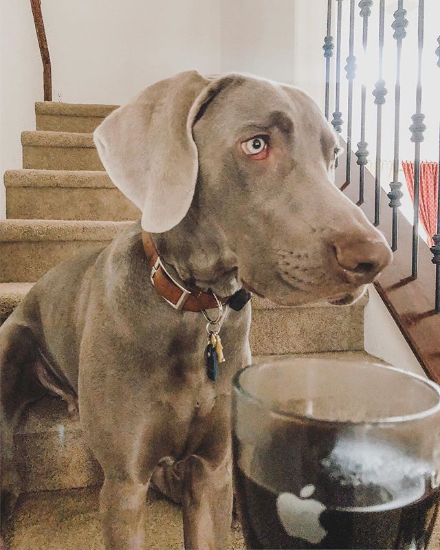 This morning & every morning, @sterlingd.weim does his best to “leave it” because coffee ≠ doggos! It’s ☠️ for him even though he really REALLY wants to just have a taste of this magic elixir.😬 #puppychronicles #weimaraner #motherpupper #dogmum #weimsofinstagram #dogsofinstagram [instagram]