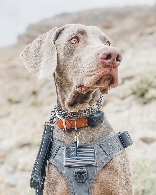 My boi. 9 months to the day.   #weimaraner #leapday #weimsofinstagram #thinblueline #dogsofinstagram #trupaniondog #trupanion #fitbark #fitbarkdogsofinstagram [instagram]