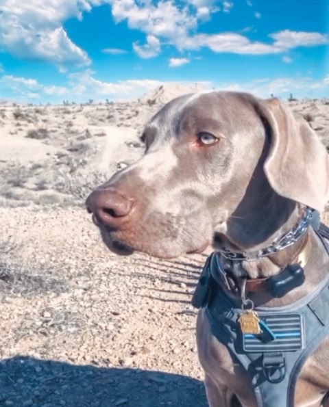 A run that was cut short is still a run in @sterlingd.weim books! I’ll just have to complete my training run after work. In the meantime, I added clouds on a clear day just cos  #weimaraner #weimsofinstagram #motherpupper #dogsofinstagram #trailrunningvegas #ironmantraining #fitbark #trupanion #thinblueline #fitbarkdogsofinstagram [instagram]