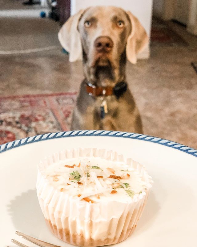 Happy 10 months to my boi @sterlingd.weim Thanks to his auntie @wining__runner for this delicious Vegan key lime mini pie which I ate on his behalf 🤣 #weimaraner #monthday #weimsofinstagram [instagram]