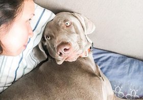A fortnight into social distancing, and Sterling’s getting worried that his mummy may be losing it… Silly boi, we’re staying home and saving lives! 🤪 #weimaraner #stayhomefornevada #weimsofinstagram #sparklingisolation #quarantine #covid19 [instagram]