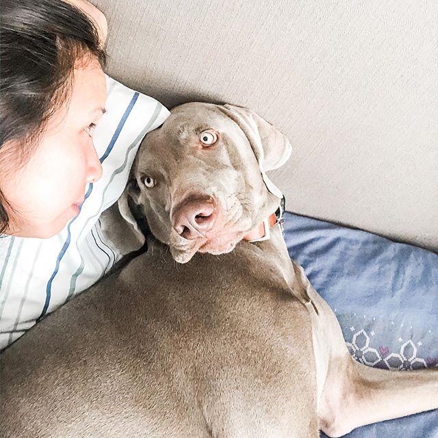 A fortnight into social distancing, and Sterling’s getting worried that his mummy may be losing it... Silly boi, we’re staying home and saving lives! 🤪 #weimaraner #stayhomefornevada #weimsofinstagram #sparklingisolation #quarantine #covid19 [instagram]