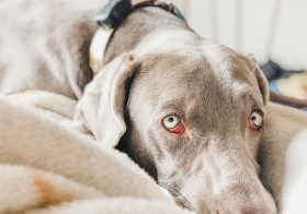 Sterling’s “Where’s my second brekky look.” #weimaraner#weimsofinstagram#dogmum#furmum [instagram]