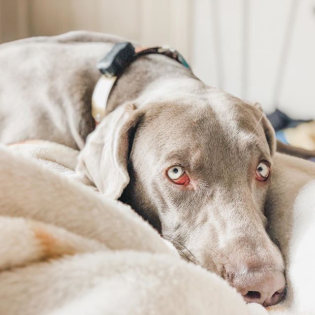 Sterling’s “Where’s my second brekky look.” #weimaraner#weimsofinstagram#dogmum#furmum [instagram]