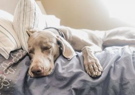 Mid-morning nap.#puppychronicles#weimaraner#weimsofinstagram#dogsofinstagram#lasvegasdogs [instagram]