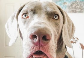Sterling’s face when I tell him what his favourite bully sticks were made out of. 🤭 #bowwowlabs#bullysticks#bullpenis#dogtreats#weimaraner#weimsofinstagram [instagram]