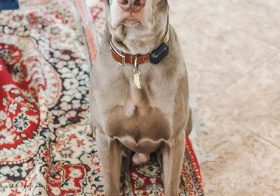 In a month, this boi is turning 1! For now, he celebrated his month day with treats, and treats, and treats 🤣#weimaraner#dogsofinstagram#weimsofinstagram#motherpupper#furmum [instagram]