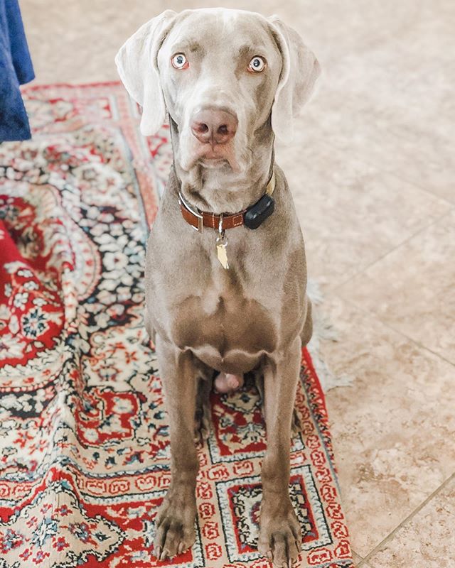 In a month, this boi is turning 1! For now, he celebrated his month day with treats, and treats, and treats 🤣#weimaraner#dogsofinstagram#weimsofinstagram#motherpupper#furmum [instagram]