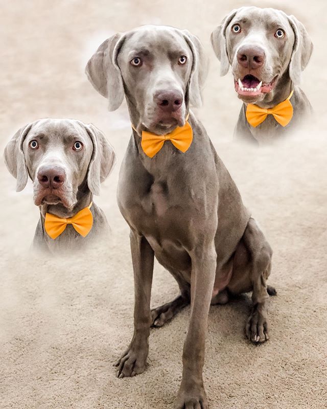 In a fortnight, this boi turns ONE. He’ll have a small celebration with us and then we’re hoping that on his Gotcha Day (1st August) some Social Distancing restrictions are lifted and then he can have a proper pawty with his “frens”  In the meantime, please enjoy his glamour shots portrait 🤣#weimsofinstagram #weimaraner #motherpupper #dogsofinstagram [instagram]