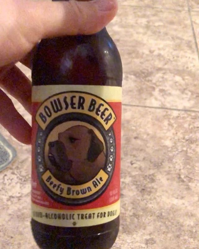 No one: I love drinking with my dog.Me:  #weimaraner #dogbeer #weimsofinstagram #dogsofinstagram  #lasvegasdogs #bowserbeer #michelobultra #teamultra [instagram]