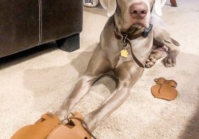 I got a two pairs of @dogmocs1 for @sterlingd.weim and I’m just getting him used to the smell and sensation because when I tried to put it on him last night, he didn’t care for me to hold his paws  We’ll eventually get there. In the meantime, at least I got the correct size. #dogmocassins #dogshoes #weimaraner #weimsofinstagram [instagram]