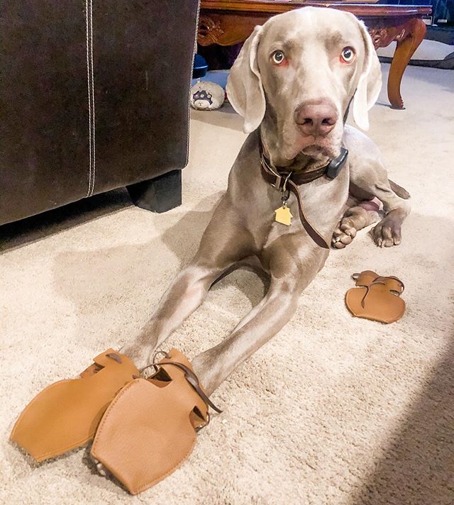 I got a two pairs of @dogmocs1 for @sterlingd.weim and I’m just getting him used to the smell and sensation because when I tried to put it on him last night, he didn’t care for me to hold his paws  We’ll eventually get there. In the meantime, at least I got the correct size. #dogmocassins #dogshoes #weimaraner #weimsofinstagram [instagram]