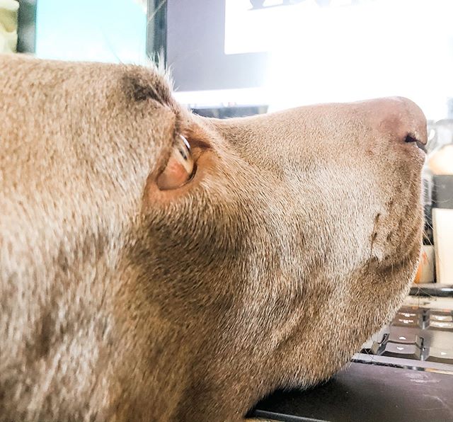 Sometimes my boss is this close to me so he can check my code; other times he’s perfectly content with his naps since it helps bring fresh ideas. It’s called balance. #weimaraner #workfromhome #codingdoggo #weimsofinstagram #dogmum [instagram]