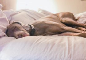 On a scale of 1 to Spoiled, how spoiled is Sterling at bedtime? #iruinedhim #hisbednotmine #weimaranersofinstagram #spoileddog #livinghisbestlife [instagram]