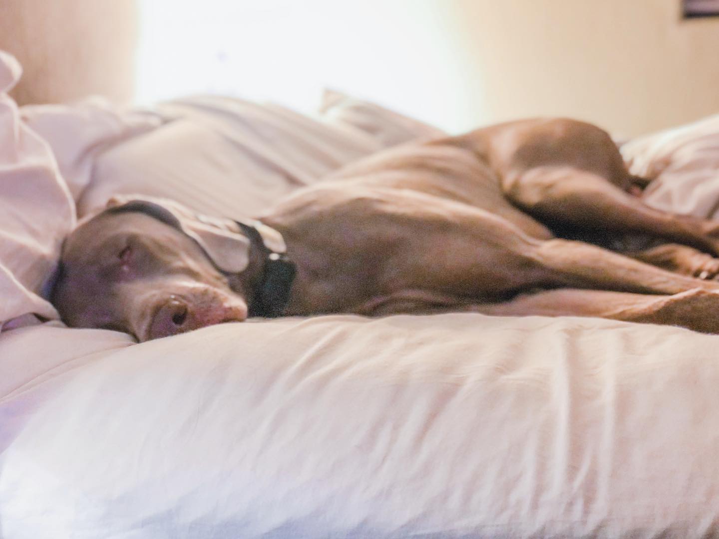 On a scale of 1 to Spoiled, how spoiled is Sterling at bedtime? #iruinedhim #hisbednotmine #weimaranersofinstagram #spoileddog #livinghisbestlife [instagram]