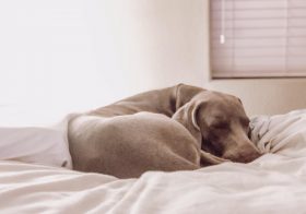 When mummy works late, the bébé takes mummy’s side of the bed.I don’t like my side to get hot. He knows this, but does it cos I almost always call it a night so he doesn’t warm it up even longer.🤦🏽‍♀️🤣#whosthealpha #weimsofinstagram #weimaranerobsessed #sleepingdog [instagram]