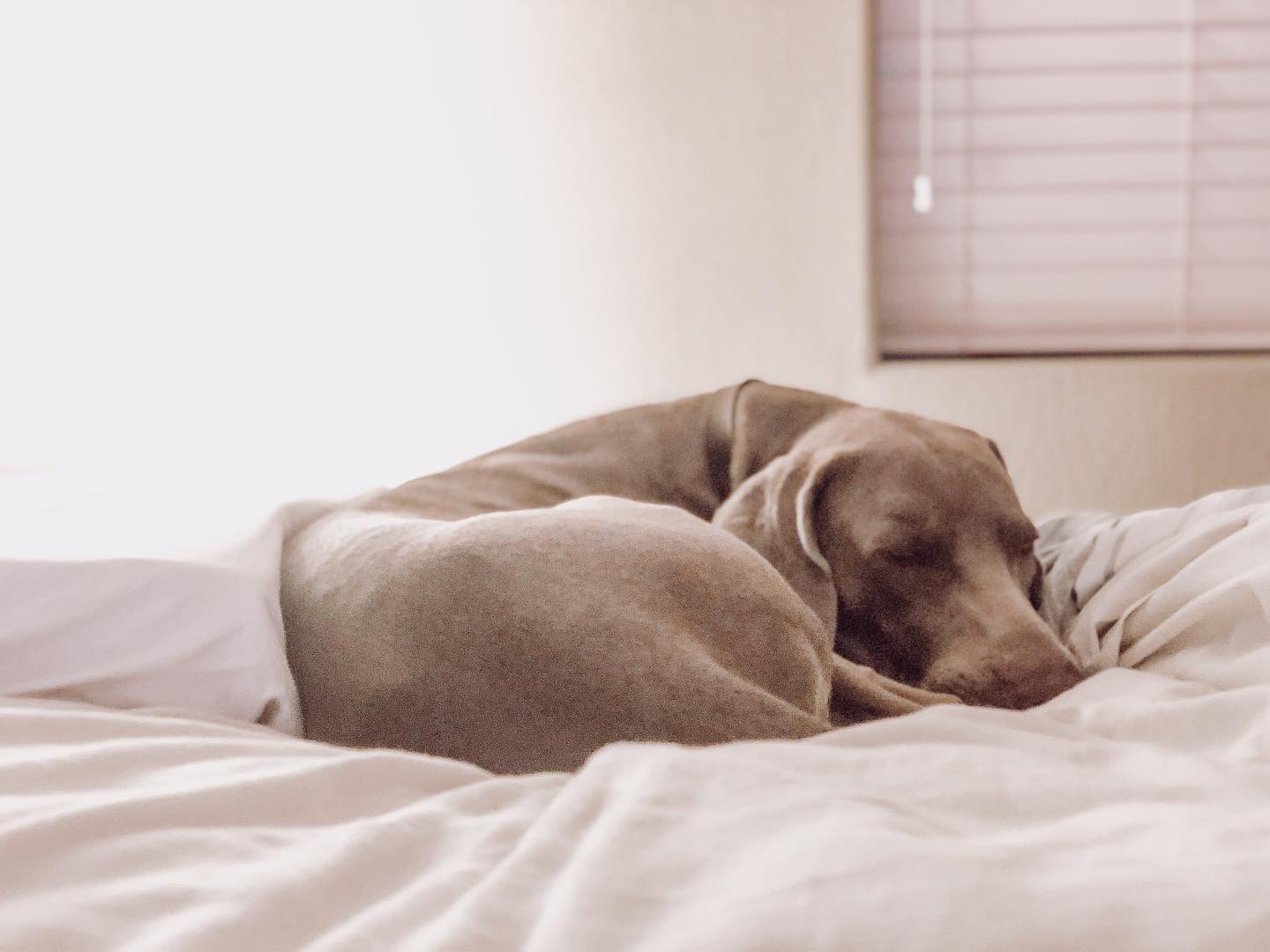 When mummy works late, the bébé takes mummy’s side of the bed.I don’t like my side to get hot. He knows this, but does it cos I almost always call it a night so he doesn’t warm it up even longer.🤦🏽‍♀️🤣#whosthealpha #weimsofinstagram #weimaranerobsessed #sleepingdog [instagram]