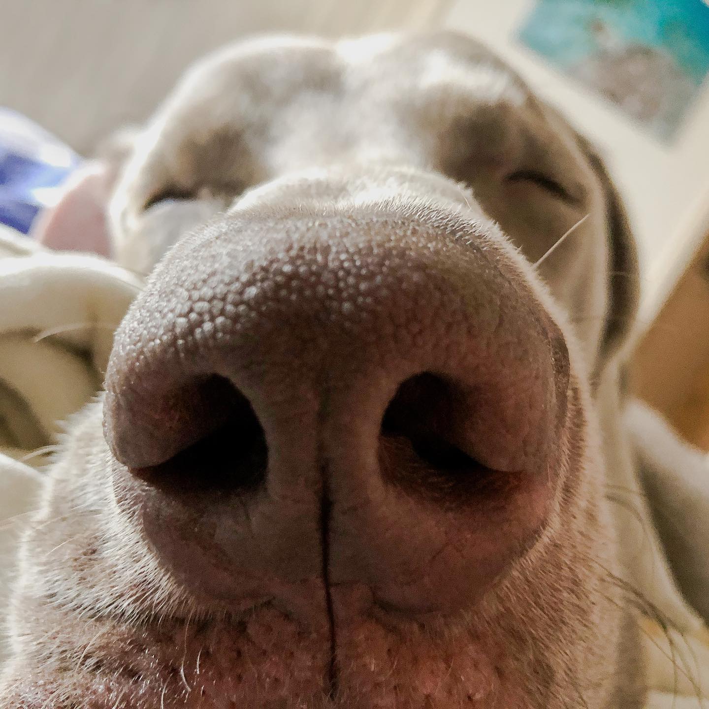 FriYAYZzzzzz... #boopmynose [instagram]