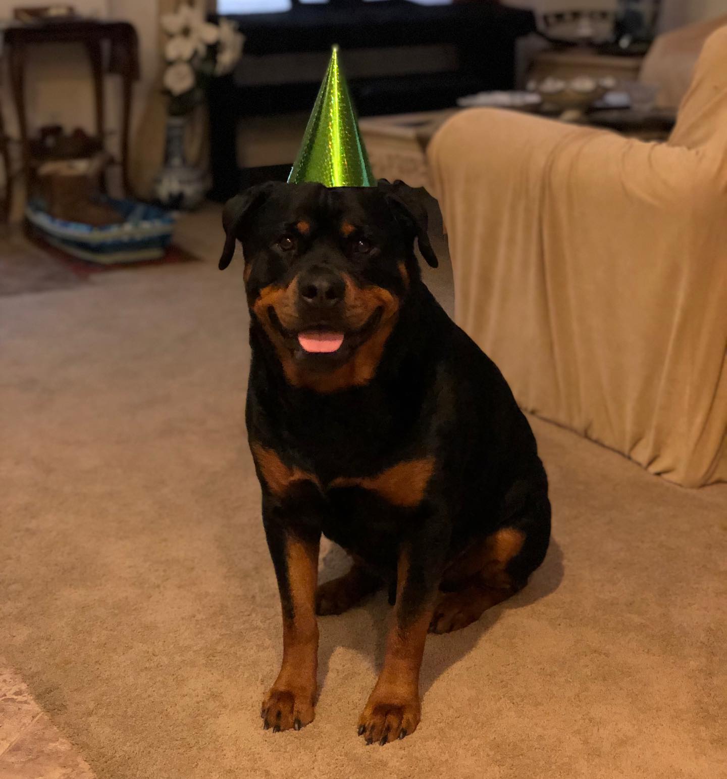Happy birfday, Hendrix! Auntie misses you so much. He’s seriously the handsomest, snuggliest, playful, ladies man, and photogenic Puppyboi in the world 🌎 I’m so grateful he got to spend time with (& was my nanny  to) his cousin @sterlingd.weim before he and his bro relocated to GA.#rottiesofinstagram #rottweiler #goodboy #birfday #valentines #handsomeboy [instagram]