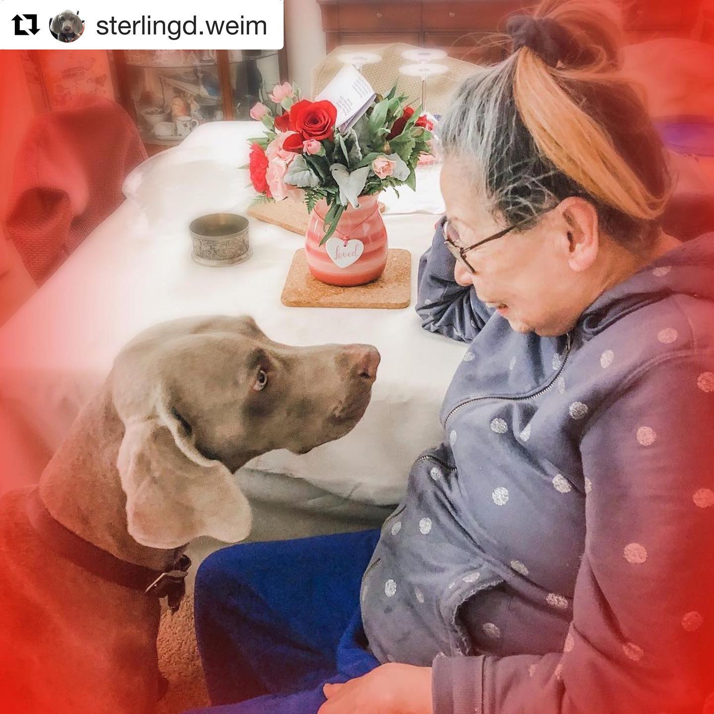 Happy Hearts Day! Sterling’s Valentine is my mummy. ️#Repost @sterlingd.weim with @get_repost・・・This weekend is “Valentine’s” Day (idk who that is) and mum said I should pick a “Valentine” and obvs I chose my Mommels because she’s the bestest in the world. ️️ Her fav are flowers so I went on the internets to get her some #goodestboi #sorrymum #ilovemygrandma #weimaraner #dogsofinsta #valentines #valetinesgift #ftd #weimlove [instagram]