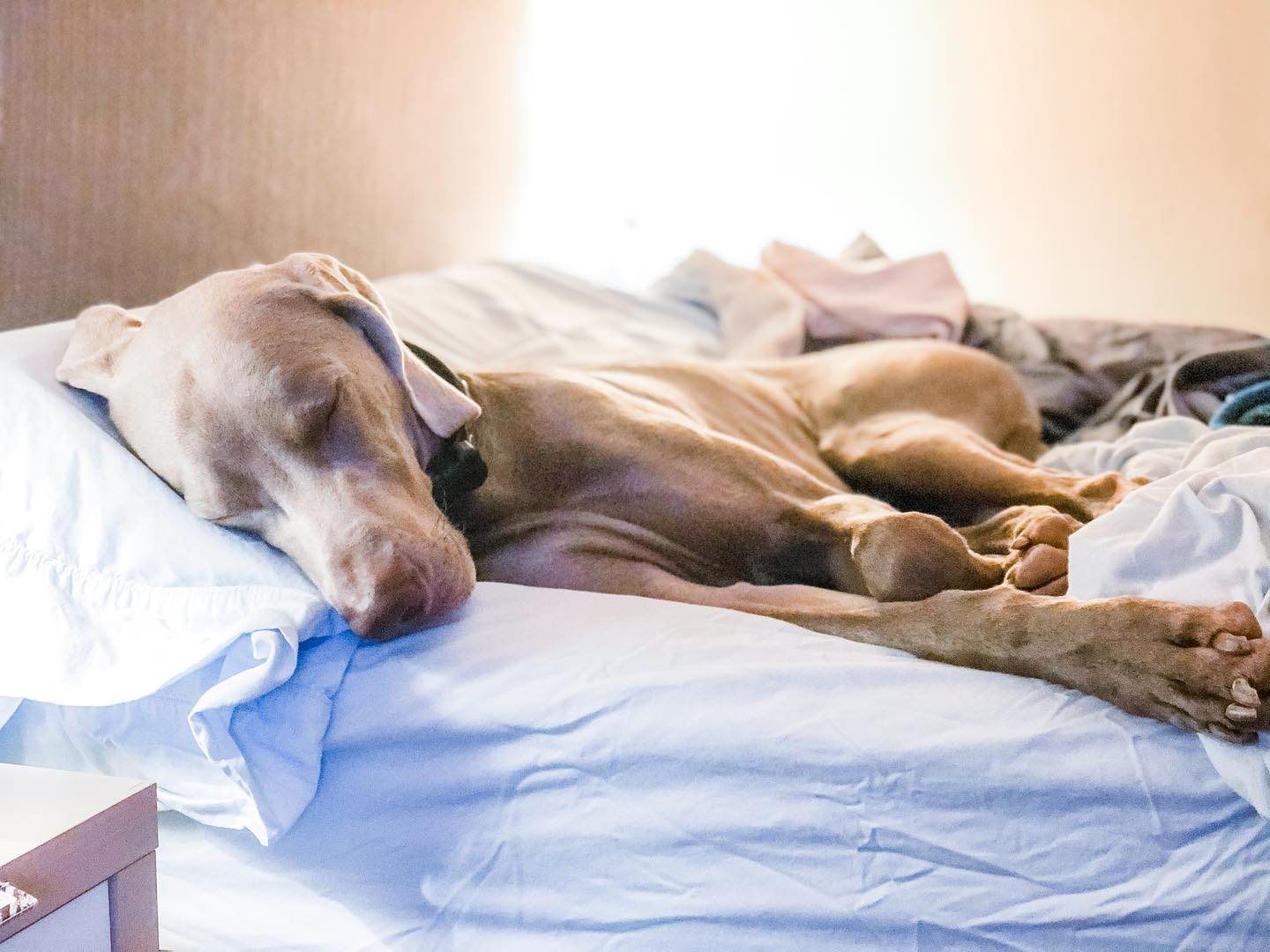 Let sleeping dogs lie... or else #dogsonbeds #sleepydog #weimaraner #weimsofinstagram #dogsofinstagram #dontwakethebaby [instagram]
