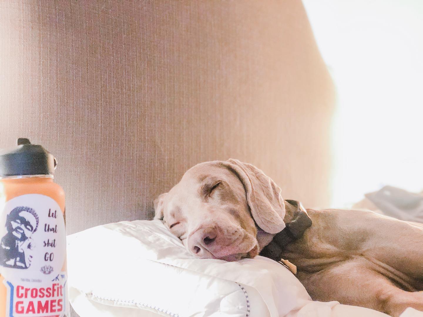 He’s dreaming of treats & playing fetch. My bebé.#sleepydog #weimsofinstagram #weimaraner #motherpupper #dogsofinsta [instagram]