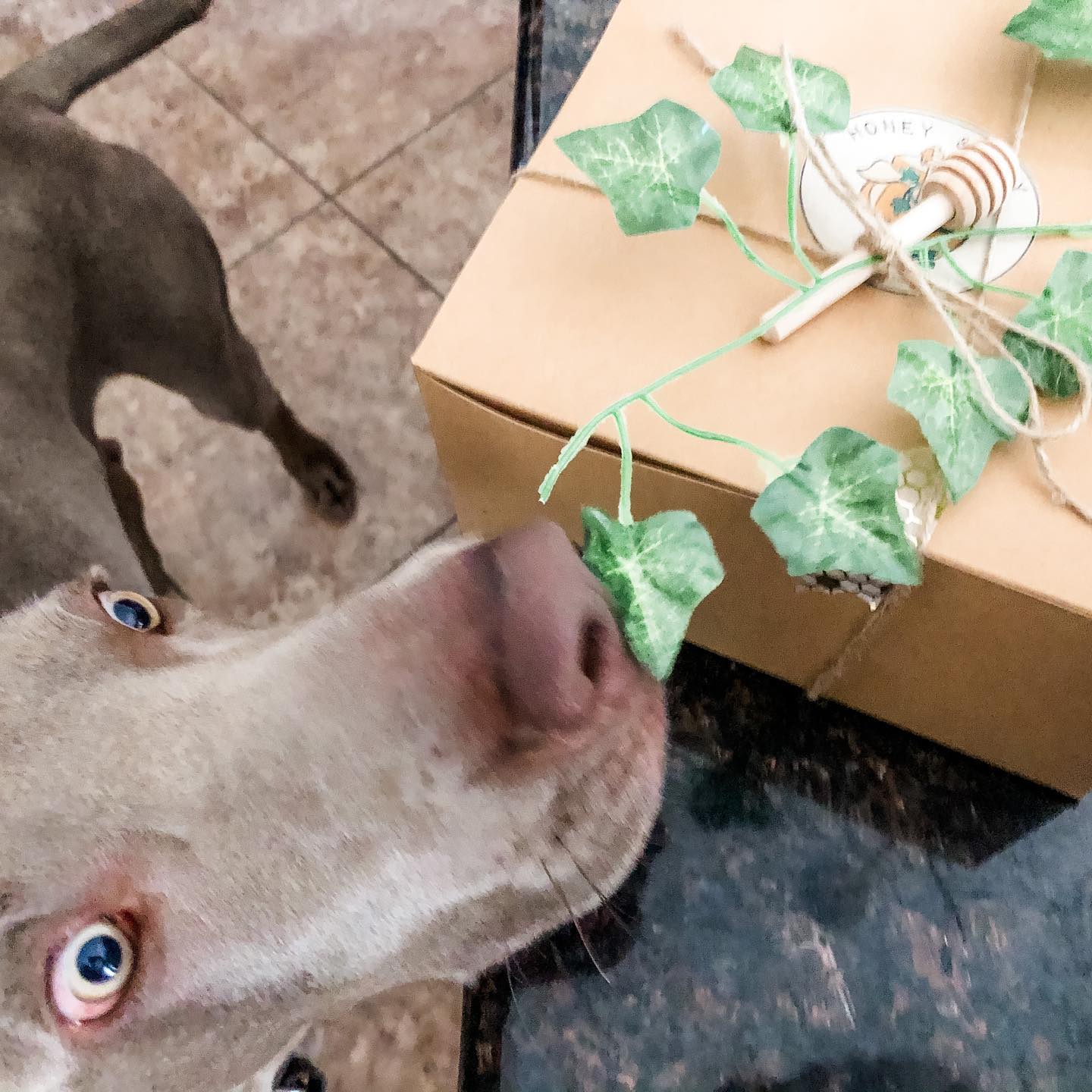 Snagged one! I’m excited to try this Easter gift box from @honeyandivy_shop Apparently, so is Sterling... 🤣 #simplesyrup #homemademarmalade #homemadepickles #marshmallows #supportlocal #supportsmallbusiness #weimaraner #weimsofinstagram [instagram]