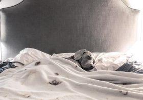 Sterling on his Sleep Number bed, using his @tempurpedic pillow, snuggled under his fav tortilla blankie. His @sleepnumber setting is 60. #wheredoisleep #letsleepingdogslie #dogsonbeds #spoileddog #weimaraner #dogmum #motherpupper [instagram]