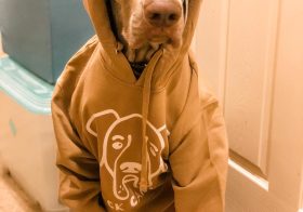 Sterling is doing his best doggo model poses whilst supporting his IG fren Iris who’s going through rounds of Chemo rt 🏽🏽You can still contribute to her GFM or @bonfire fundraiser by going to @theearpbrothers bio. 🧡 To clarify, these are hooman outfits. #heckcancer #dogsofinstagram #dogsinclothes #weimaraner #weimsofinstagram #dogsinhoodies #handsomeboy [instagram]
